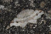 Macaria alternata