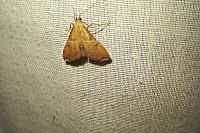 Endotricha flammealis