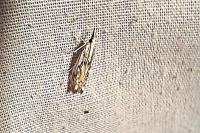 Catoptria falsella