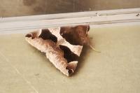 Dysgonia algira