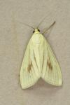 Sitochroa palealis