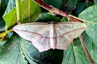 Timandra comae