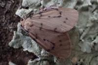 Paidia rica