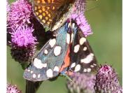 Callimorpha dominula