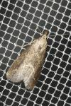 Schrankia costaestrigalis