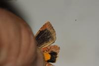 Noctua janthina