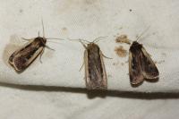 Ochropleura leucogaster