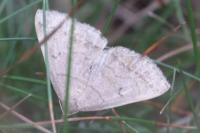 Zanclognatha lunalis