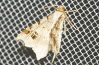 Macaria