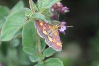 Pyrausta aurata