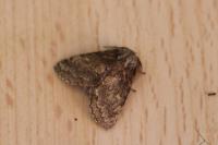 Gluphisia crenata