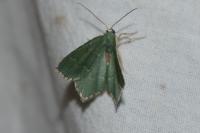 Hemithea aestivaria