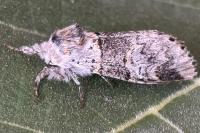 Furcula bifida