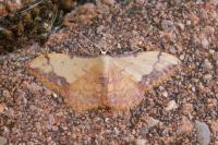Idaea ostrinaria