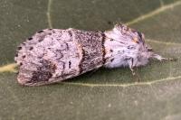Furcula bifida