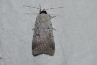 Lygephila craccae