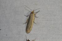 Manulea complana