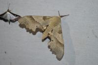 Marumba quercus