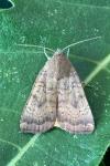 Noctua interjecta