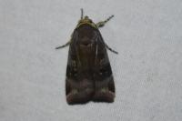 Noctua janthe/janthina