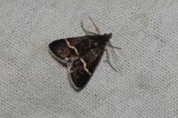 Pyrausta cingulata