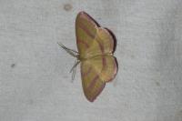 Rhodostrophia calabra