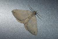 Scotopteryx octodurensis octodurensis