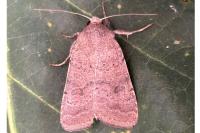 Hoplodrina blanda