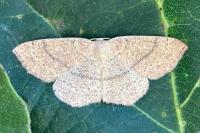 Cyclophora ruficiliaria