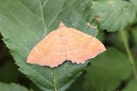 Camptogramma bilineata