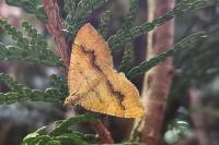 Camptogramma bilineata