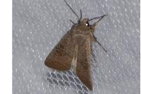 Hoplodrina ambigua