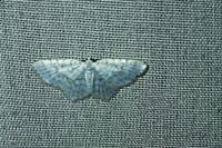 Asthena albulata