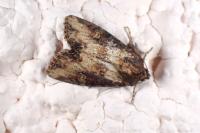Apamea crenata