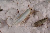 Eilema caniola