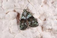 Cryphia algae