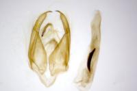 Cryphia algae