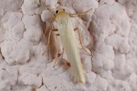 Eilema caniola