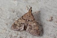 Metasia cuencalis bourgognei