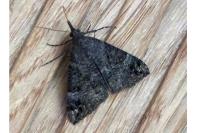 Hypena obsitalis