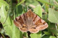 Euclidia glyphica