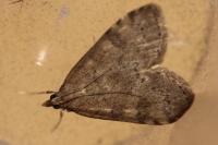 Udea prunalis