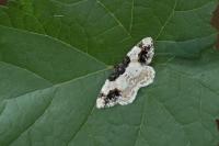 Ligdia adustata