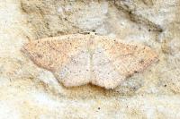 Cyclophora ruficiliaria