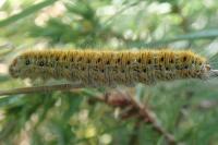 Lasiocampa trifolii trifolii
