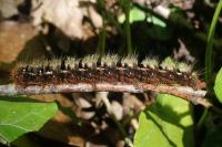 Lasiocampa quercus quercus