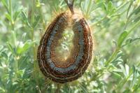 Malacosoma castrense