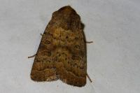 Hoplodrina octogenaria/blanda