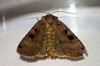 Xestia triangulum
