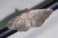 Rhoptria asperaria